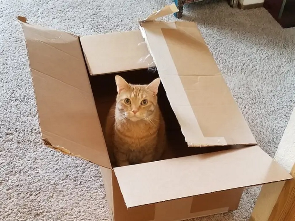 Why Do Cats Like Cardboard