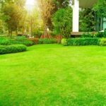 How to Fix Yard After Tree Removal: Expert Tips for Quick Restoration