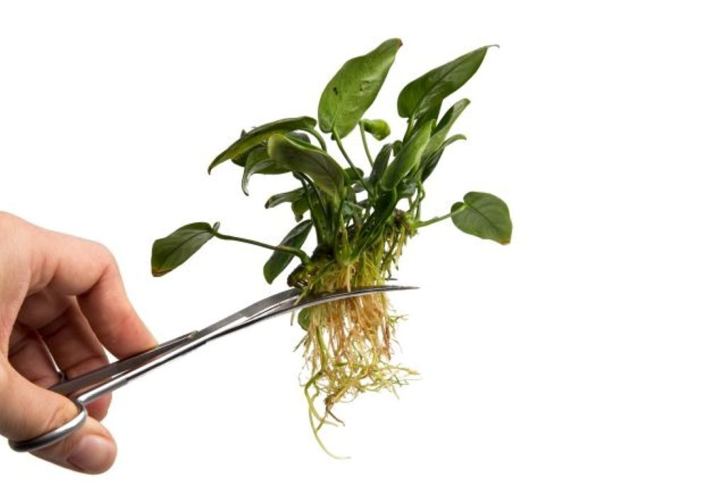 Anubias pruning techniques for aquascaping guide youtube